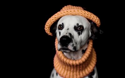 Dalmatian dog, pets, black and white spotted dog, cute animals, france, orange scarf, dogs