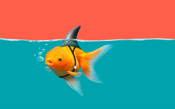 pez dorado, arte creativo, divertido pez tibur&#243;n, divertido arte, acuario, peces de colores
