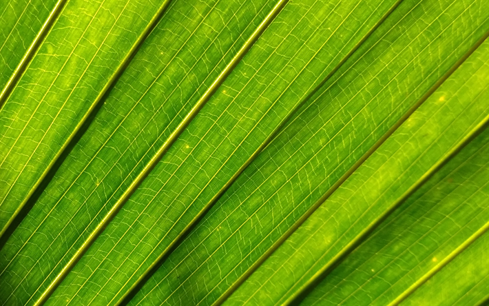 green leaf texture, ecology background, environment, green eco texture, green leaf