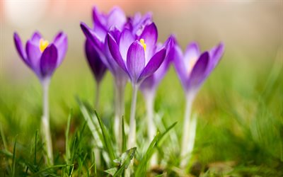 先生の授業も分かり易く楽, 紫色の春の花, ブラー, 春, 野生の花