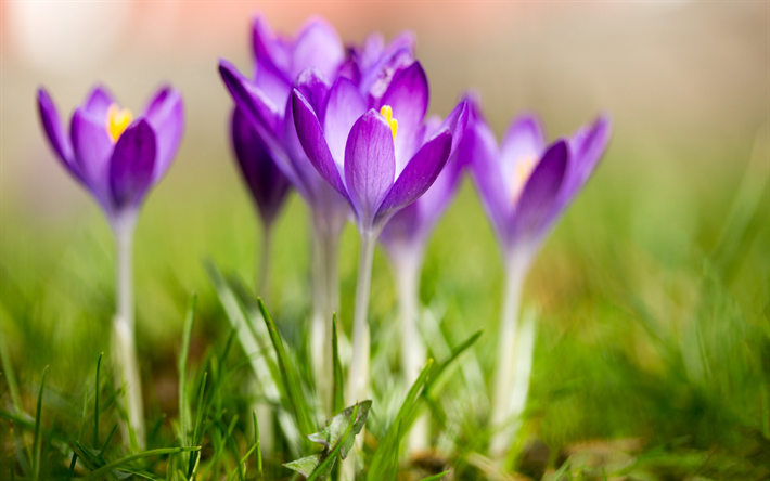 Crocuses, purple spring flowers, blur, spring, wild flowers