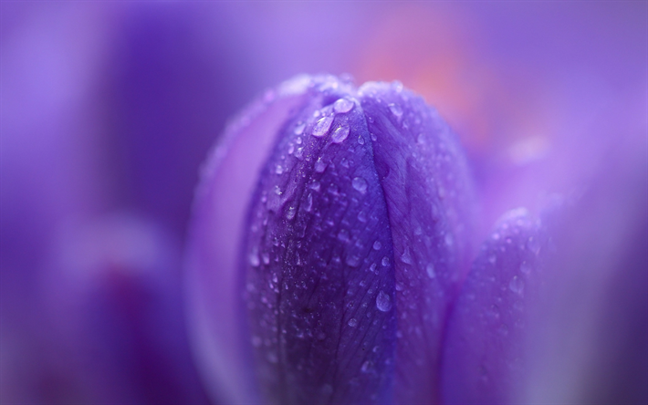 viola crocus, gocce di rugiada, mattina, macro, viola floreale, sfondo, crochi, fiori di primavera
