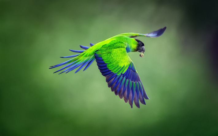 Conuro Nanday, nero-cappuccio parrocchetto, pappagallo verde, uccelli tropicali, verde bellissimo uccello, pappagallo, Sud America, Brasile