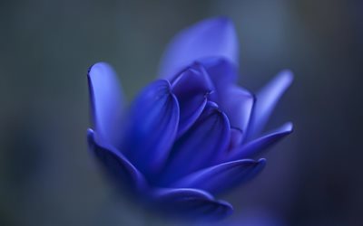 blue flower, blue bud, blur, blue floral background, gray background