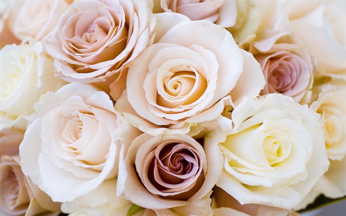 rosas blancas, rosas de color rosa, fondo con rosas, hermosas flores, rosas, bouquet de rosas