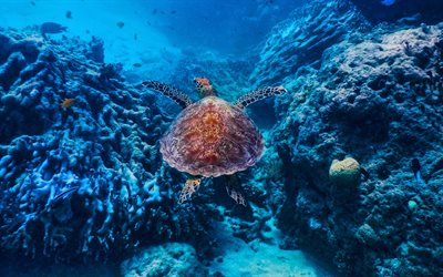 Las tortugas de mar, Chelonioidea, las tortugas marinas, la tortuga de Carey, Indo-Pac&#237;fico, la tortuga bajo el agua, los corales