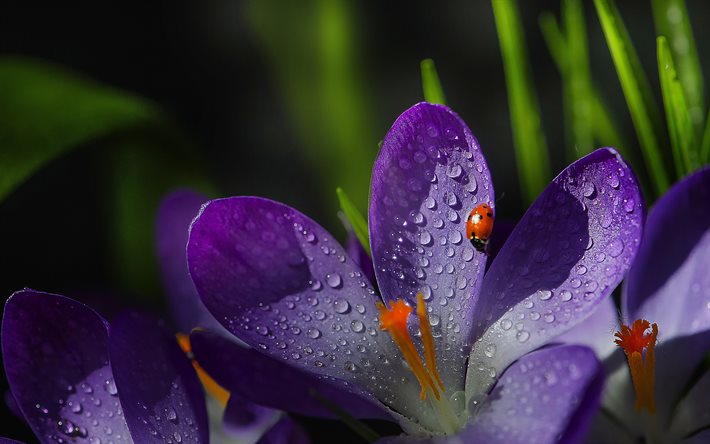 4k, violet crocuses, ladybug, macro, violet flowers, crocuses, spring, bokeh, spring flowers