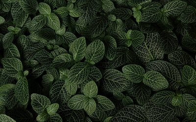 hojas de color verde textura, fondo con hojas de color verde, la ecolog&#237;a, el medio ambiente, hojas verdes, hojas de fondo