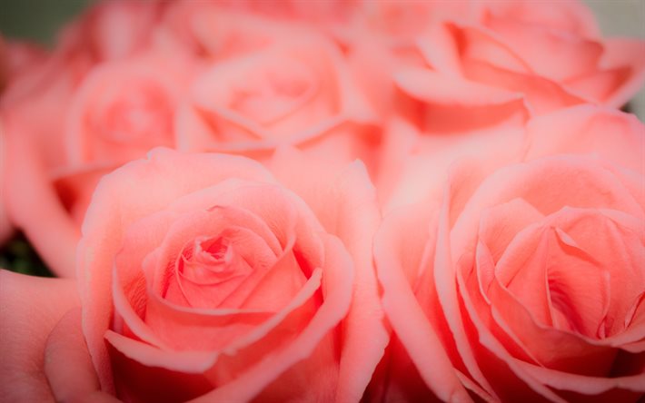 ローズピンク, 4k, ボケ, ピンクの花, 美しい花, ピンクの芽, バラ, ブーケのバラの花