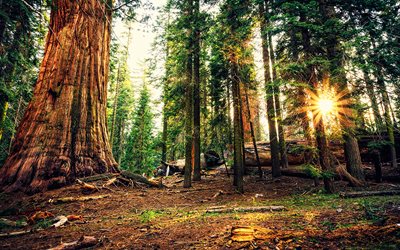 sequoias, sunset, forest, bright rays, beautiful nature, USA, summer, America, american nature