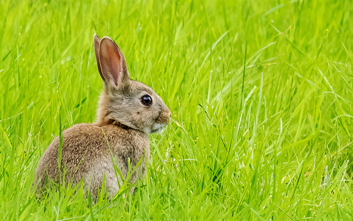 hare, green grass, wildlife, cute animals, hares, Lepus