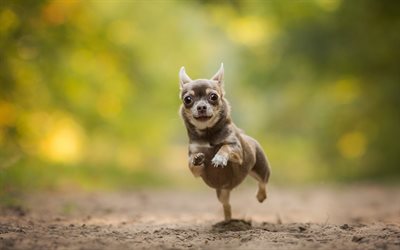 Chihuahua, forest, dogs, brown Chihuahua, running dog, cute animals, pets, Chihuahua Dog
