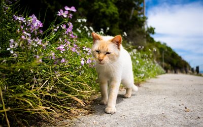 American Shorthair, ginger cat, domestic cat, pets, cats, American Shorthair Cat