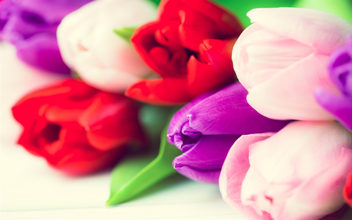 multi-coloridas tulipas, flores da primavera, desfoque, tulipa roxa, macro, primavera, tulipas, floral de fundo