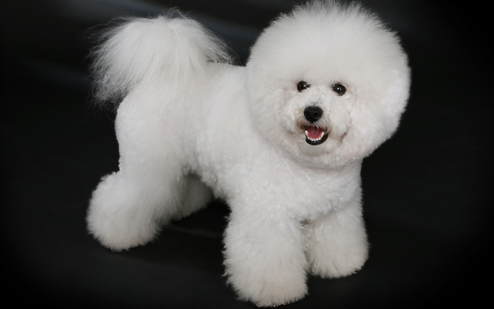 Bichon Frise, white dog, pets, dogs, Bichon Frise Dog, cute animals, furry dog