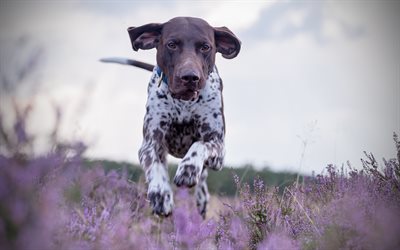 German Shorthaired Pointer, 4k, running dog, pets, dogs, cute animals, German Shorthaired Pointer Dog