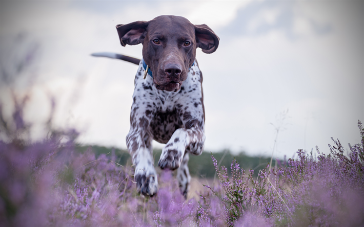 Tyska Shorthaired Pekare, 4k, k&#246;r hund, husdjur, hundar, s&#246;ta djur, Tyska Shorthaired Pointer Hund