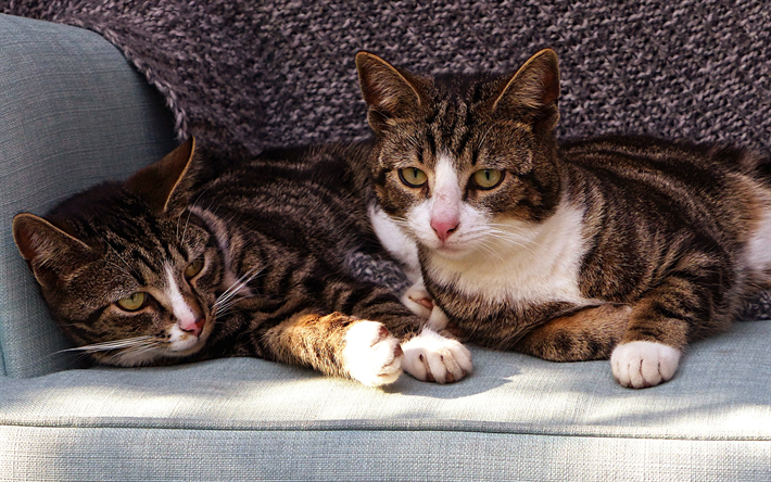 American Wirehair, les chats domestiques, les animaux de compagnie, les chats &#224; poil court, American races de chats