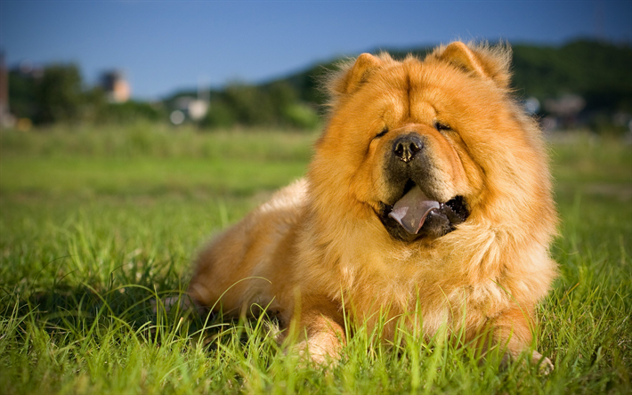 Chow Chow, c&#233;sped, peludo perro, hierba verde, mascotas, perros lindos, los perros, el Perro Chow Chow