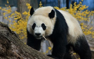 big panda, cute animals, wildlife, pandas, white black bear
