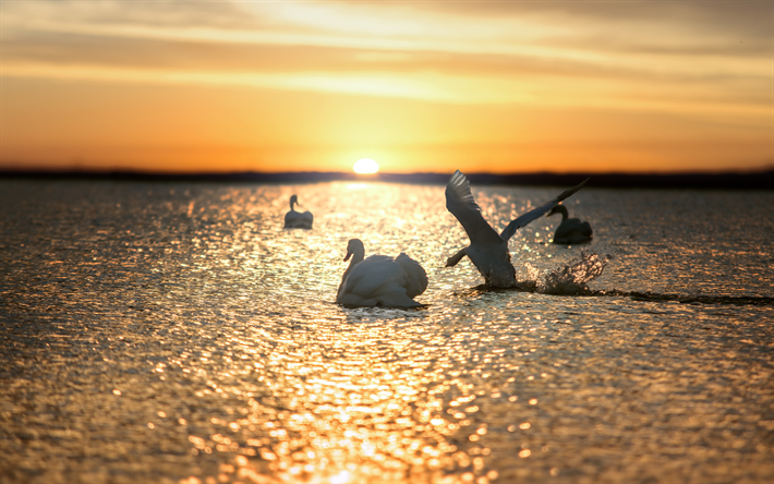 puesta de sol, cisnes blancos, hermosos p&#225;jaros blancos, el lago, las olas, el despegue de un cisne
