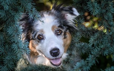 Australian Shepherd Dog, cute animals, dog, aussie, fir-tree, needles, dog breeds