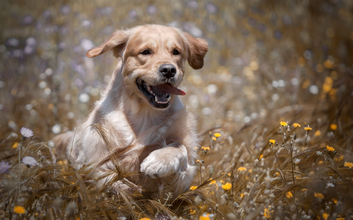 Golden Retriever, bokeh, labradors, running dog, lawn, dogs, pets, cute dogs, small labrador, Golden Retriever Dogs