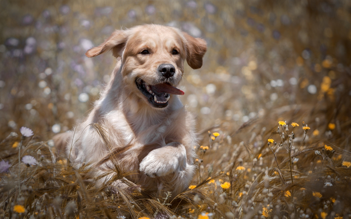 ゴールデンレトリーバー, ボケ, labradors, 走犬, 芝生, 犬, ペット, かわいい犬, 小さなラブラドール, ゴールデンレトリーバー犬