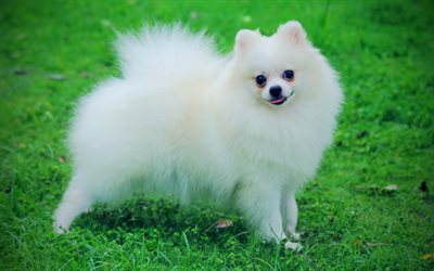 White Pomeranian, 4k, dogs, White Spitz, cute animals, pets, lawn, Pomeranian, Spitz, Pomeranian Spitz