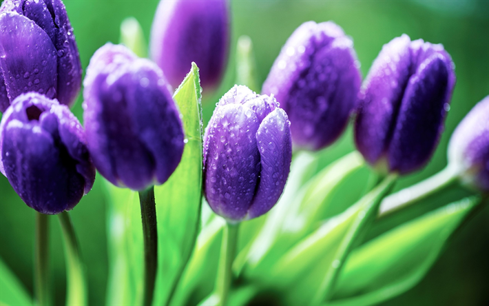 Purple tulips, drops of dew, spring flowers, tulips, purple flowers