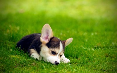 Pembroke Welsh Corgi, lawn, puppy, small Corgi, green grass, pets, dogs, Welsh Corgi, cute dog, Welsh Corgi Dog