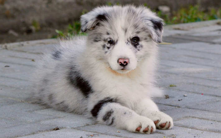 Border collie, small white fluffy puppy, pets, small dog, dog breeds