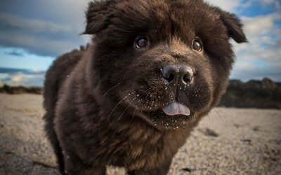 Black Chow Chow, puppy, furry dog, close-up, cute dog, small Chow Chow, pets, dogs, Chow Chow Dog