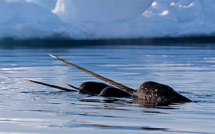 Narwhal, Nunavut, baleias dentadas, a vida selvagem, animais selvagens, Gronel&#226;ndia, Canad&#225;
