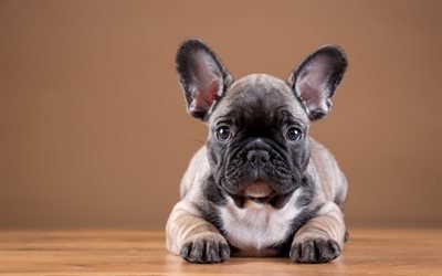 Download wallpapers french bulldog, pets, funny dog, dogs, brown french ...