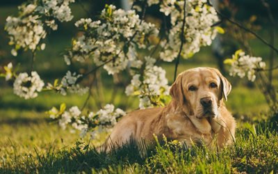 Golden Retriever Perro, la primavera, el labrador, perros, bokeh, mascotas, animales lindos, el Golden Retriever