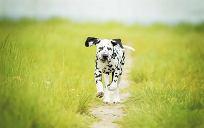 dalmatiner, 4k, welpen, domestic dog, haustiere, kleine dalmatiner, hunde, niedliche tiere, dalmatiner-hund