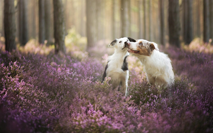 Australian Shepherd, mets&#228;, Aussie, bokeh, lemmikit, koirat, Australian Paimenkoira, laventeli, Aussie Koira