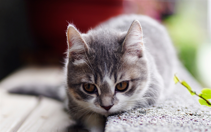 piccolo gattino grigio, simpatici animali, grigio peloso gatto, animali domestici