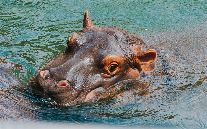 Hippo, 4k, 野生動物, 水泳hippo, カバ, アフリカ, カバhippos