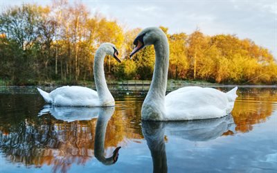 lake, white swans, beautiful birds, couple of swans, park, evening, sunset