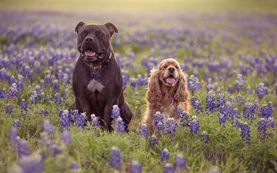 Cocker Spaniel, Staffordshire Terrier, gramado, animais fofos, animais de estima&#231;&#227;o, cachorros, American Staffordshire Terrier C&#227;o