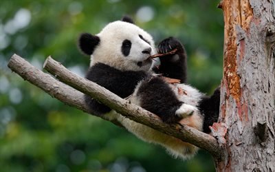 pequeno panda, &#225;rvore, animais fofos, engra&#231;ado panda, jardim zool&#243;gico, filhote, ursos, Ailuropoda