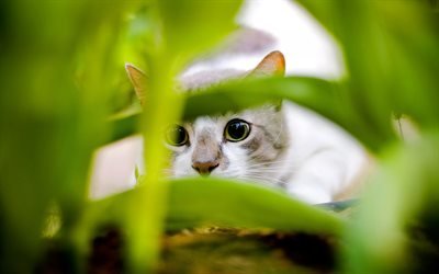 American Shorthair, close-up, domestic cat, gray cat, pets, cats, American Shorthair Cat