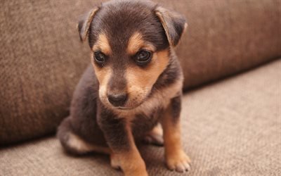 small brown puppy, cute pets, small animals, dogs, puppies