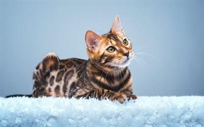 Bengal Cat, close-up, pets, domestic cat, curious cat, cute animals, cats, Bengal