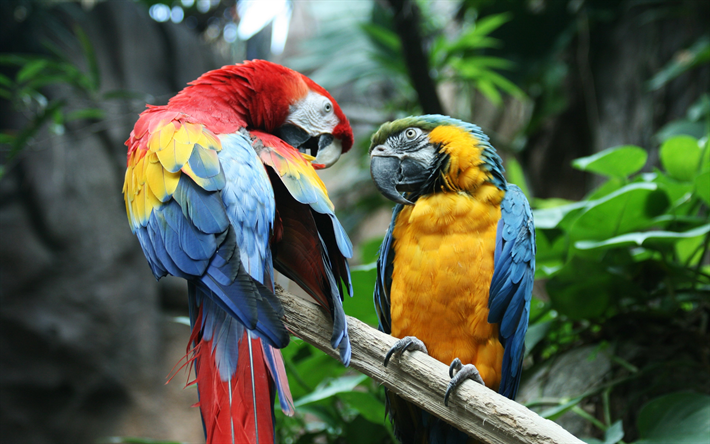 Download wallpapers 4k, Macaw, Scarlet macaw, parrots, branch, colorful  parrot, Ara, Ara macao for desktop free. Pictures for desktop free