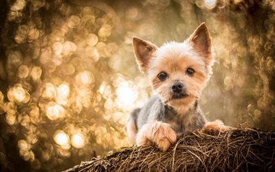 Yorkshire Terrier, forest, cute dog, bokeh, Yorkie, dogs, puppy, cute animals, pets, Yorkshire Terrier Dog