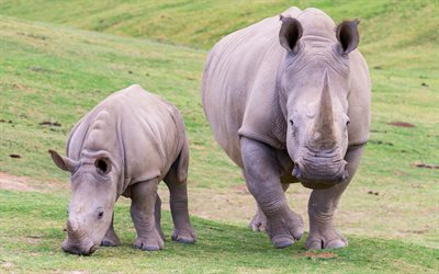 el rinoceronte, la fauna, el peque&#241;o rinoceronte, animales salvajes, &#193;frica