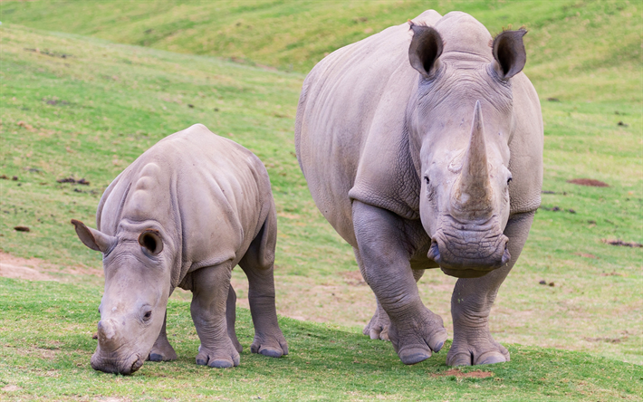 rinoceronte, a vida selvagem, pouco rhino, animais selvagens, &#193;frica